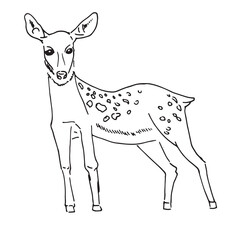 Hand drawn vector of fawn isolated on white background. Black and white stock illustration of young deer for coloring.