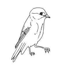 Azure Tit bird in line art illustration