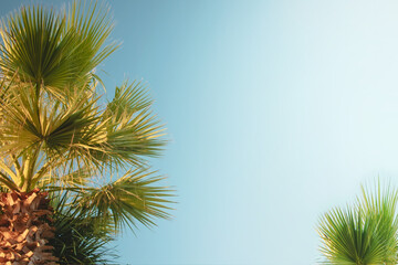 Palm tree leaves in warm sunlight on bright blue summer sky background with copy space for text. Tourism and tropical vacation concept photo