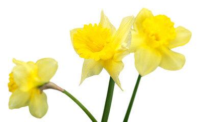 Naklejka na ściany i meble The spring cute yellow daffodils
