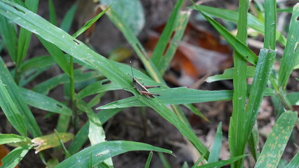 grasshopper|Caelifera|蚱蜢