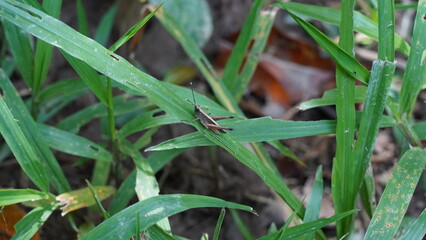 grasshopper|Caelifera|蚱蜢