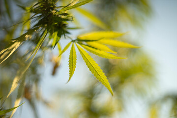 Marijuana leaf in nature as background