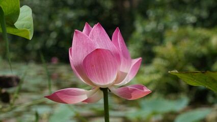 Lotus Flower | Nelumbo nucifera | lotus blossom at green lake|蓮花|荷花|水芙蓉