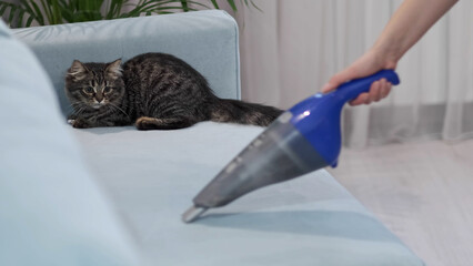 Close up cat is surprised and frightened by a working vacuum cleaner during cleaning apartment. female using vacuum cleaning, doing housework.
