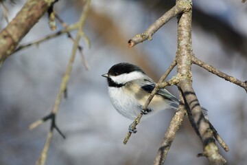 Chickadee