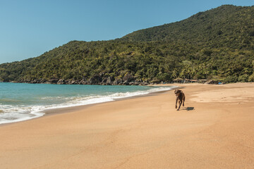 Cachorro correndo feliz na praia.