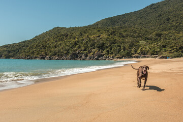 Fototapeta na wymiar Cachorro correndo feliz na praia.