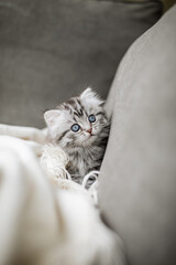 Kätzchen auf Sofa, Decke, Katze, langhaarig