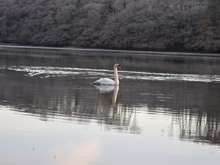 Swan on the river Fal on a frosty morning