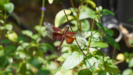 Red Grasshawk|Common ParasolDragonfly|Neurothemis fluctuans|紅脈蝶蜻蛉