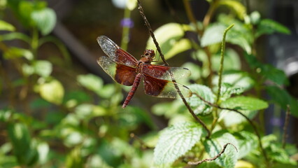 Red Grasshawk|Common ParasolDragonfly|Neurothemis fluctuans|紅脈蝶蜻蛉