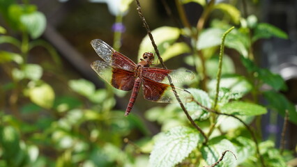 Red Grasshawk|Common ParasolDragonfly|Neurothemis fluctuans|紅脈蝶蜻蛉
