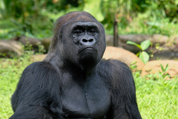 gorila