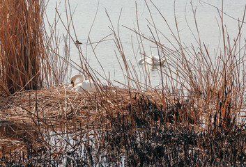 White swan sits on nest of dry reeds