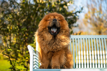 red chow chow yawns on the bench royal soul asia dog red