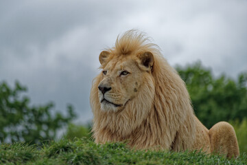 Fototapeta na wymiar White Lion