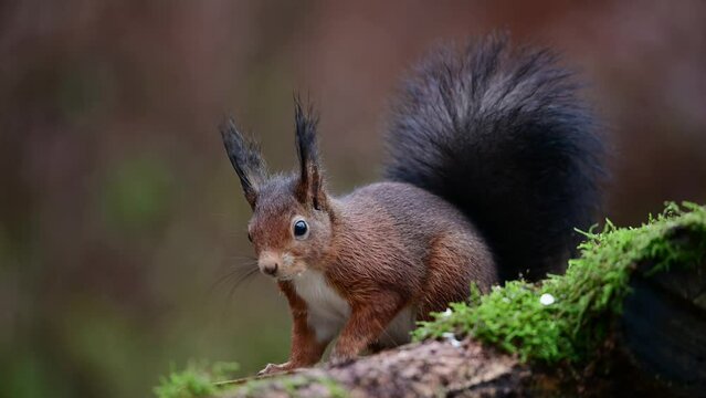 Red squirrel looking for food on dead wood and jumps away, european red squirrel, december, north rhine westphalia, (sciurus vulgaris), germany