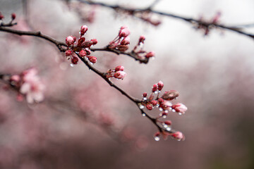 Cherry Blossom