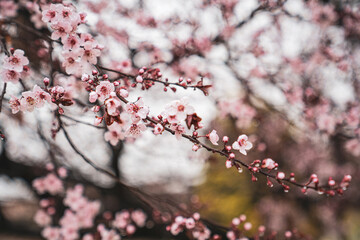 Cherry Blossom