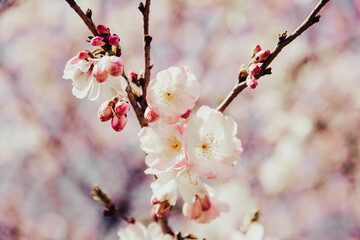 Cherry Blossom
