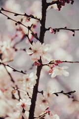 Cherry Blossom