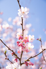 cherry blossom in spring