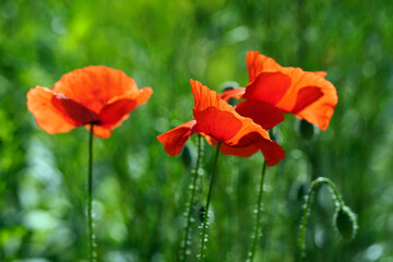 Bright poppy flowers on a green meadow. Field of wild poppies on a sunny spring day.