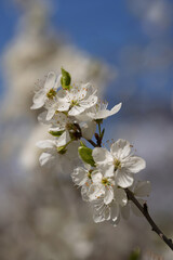 Blooming trees and shrubs in spring, white flowers on twigs in the orchard and garden.