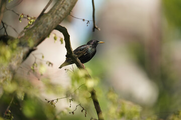 Common starling  on a branch (sturnus vulgaris), a bird with shiny plumage.