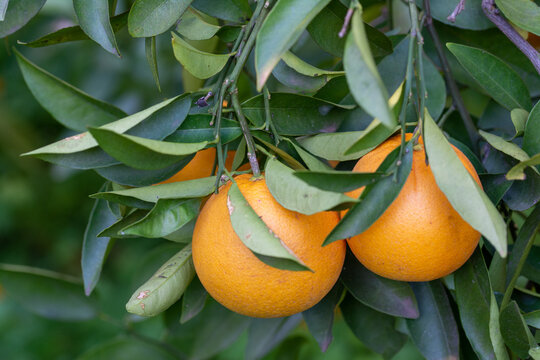 Naranjas en el &aacute;rbol