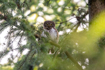 Cute Eurasian pygmy owl sitting on the tree top
