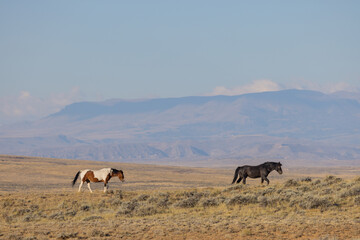 Fototapeta na wymiar Wild Horses in the Wyoming Desert in Autumn