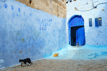 Morocco. Chefchaouen. A cats in a blue street of the medina