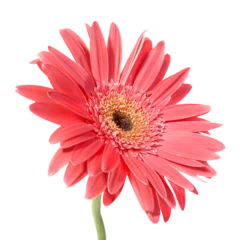 Meubelstickers Red flower gerbera with green stem in PNG isolated on transparent background © Pavlo Vakhrushev
