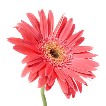 Red flower gerbera with green stem in PNG isolated on transparent background