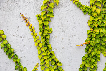 White concrete wall half covered with Parthenocyss tricuspidate Veitchii or Boston ivy, grape ivy,...