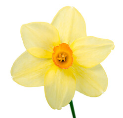 Obraz na płótnie Canvas The spring cute yellow daffodils