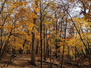 Fototapeta na wymiar Ushinone-dori forest in autumn colors in November. Otsuki City, Yamanashi Prefecture, Japan