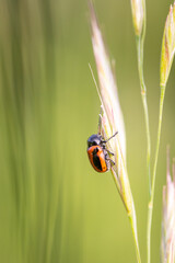  colorful small beetle (Cryptocephalus bipunctatus) sitting on a blade of grass in the middle of a meadow in the White Carpathians in the Czech Republic