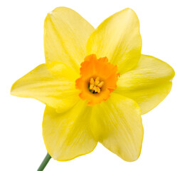 Fototapeta na wymiar The spring cute yellow daffodils