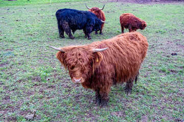 Schottische Hochland Rinder grasen auf einer Weide