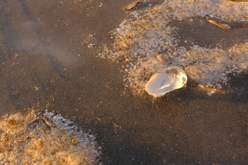 Close-up of piece of ice and cane seeds on frozen river. River at winter. Sunset light.