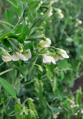 close-up of blooming garden pea in the vegetable garden,vertical composition