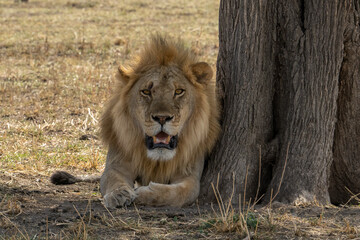 A Lion in Tanzania