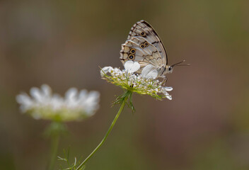 butterfly on a flower