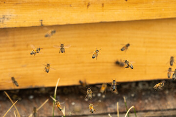 Honey bees flying into a wooden hive box