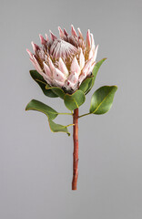 Protea flower with large blooming bud, petals on thick wood stem with green leaf