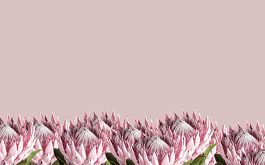 Floral banner, card with pink protea flowers, beautiful delicate plants border on background