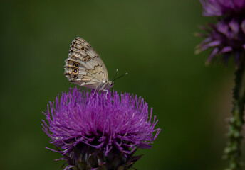 butterfly on a flower